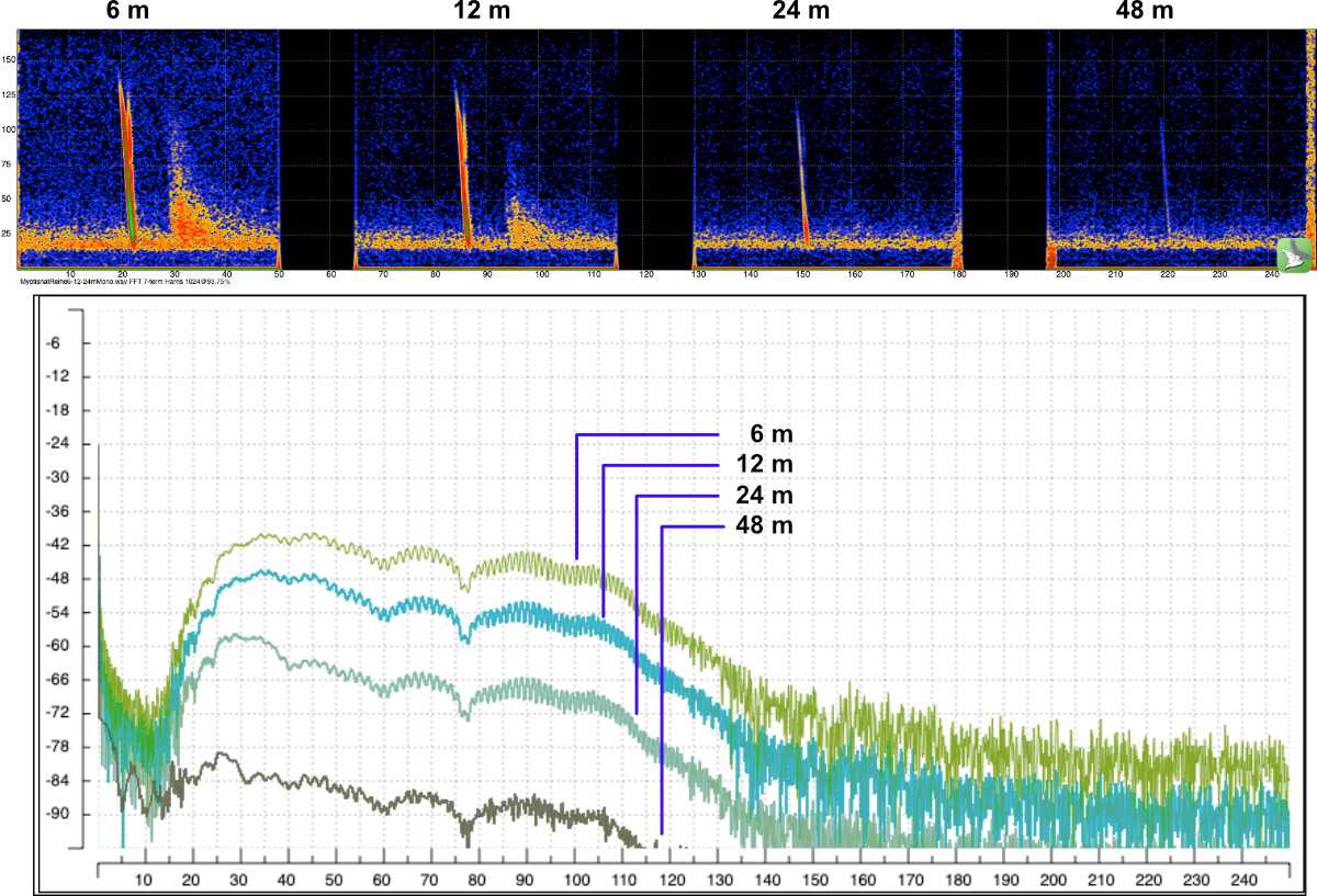Mit zunehmender Entfernung verschwinden Teile des Rufs der Fransenfledermaus