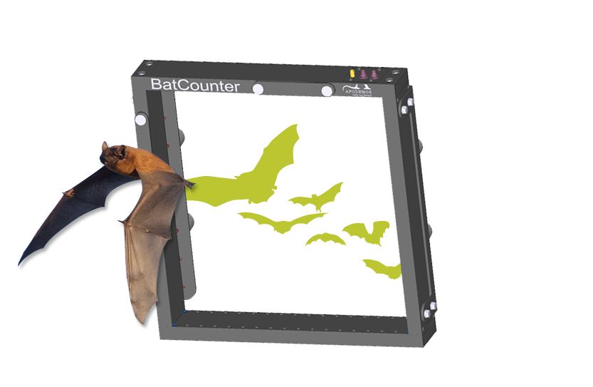 Apodemus BatCounter