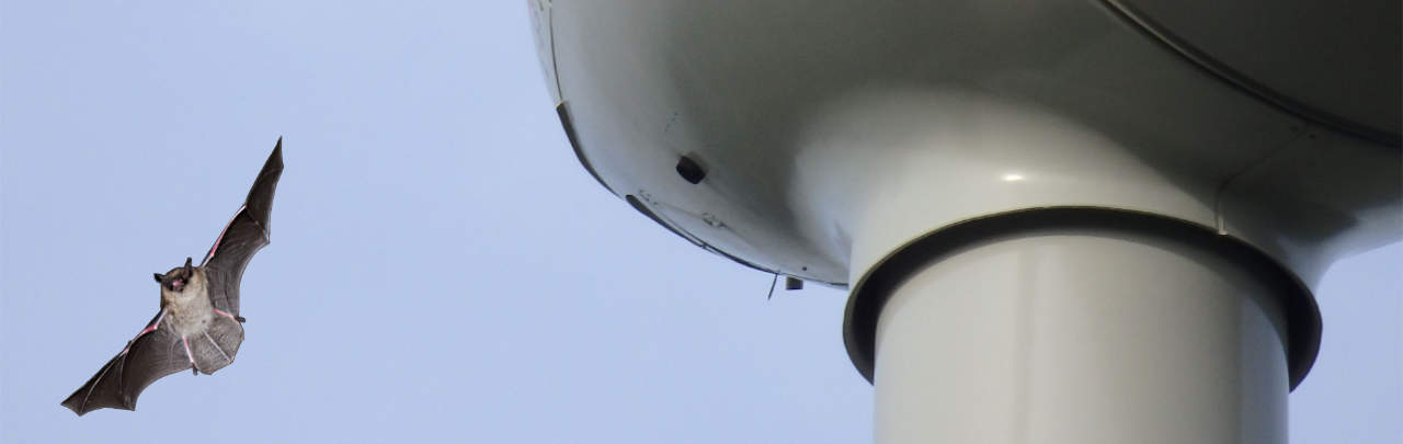 Fotomontage: Fledermaus in Gondelhöhe einer WEA