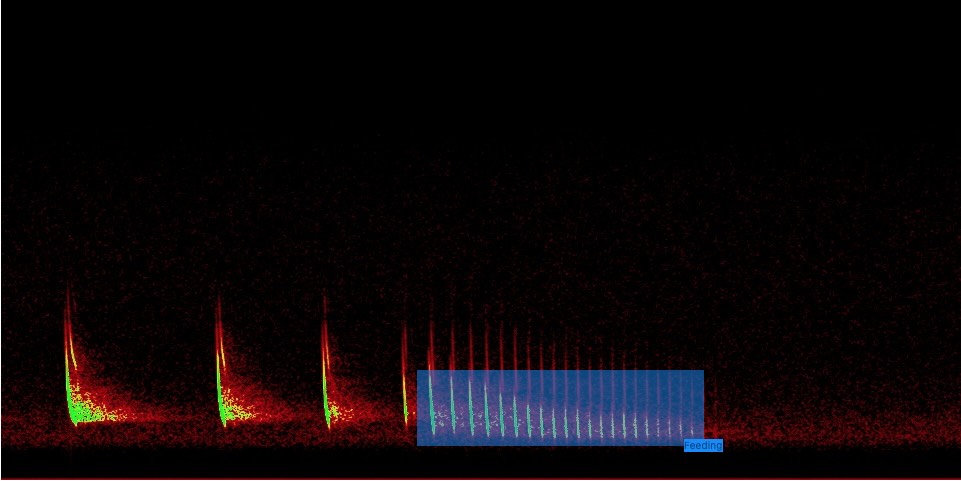 Trainingsbild für den feeding-buzz Detektor