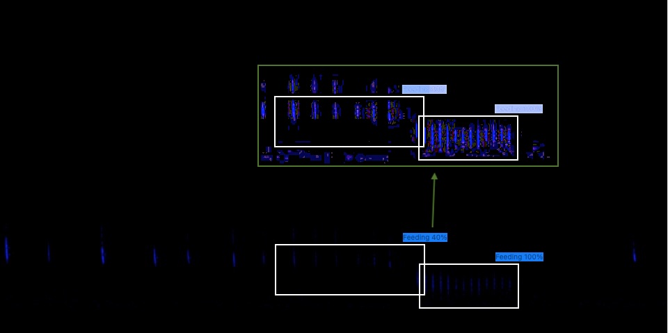 feeding-buzz wird selbst kaum sichtbar gefunden